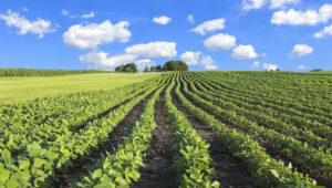 Rows of soybeans growing on a farm in Central Illinois with trees and sky in the background