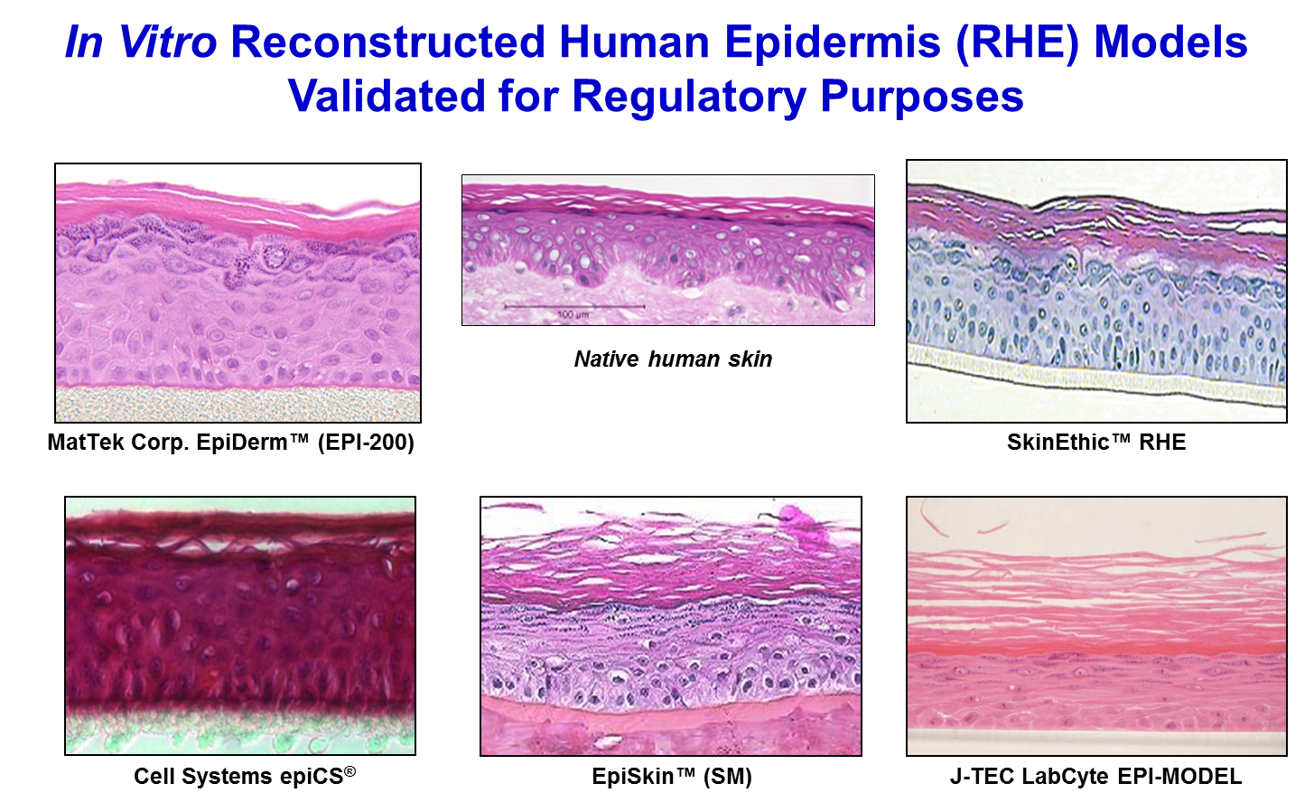 skin-irritation-test-sit-oecd-439