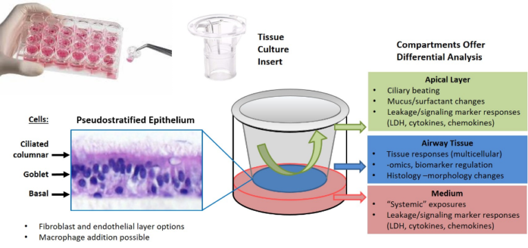 Non Animal Testing, Alternative Test Methods, In Vitro Toxicology, IIVS ...